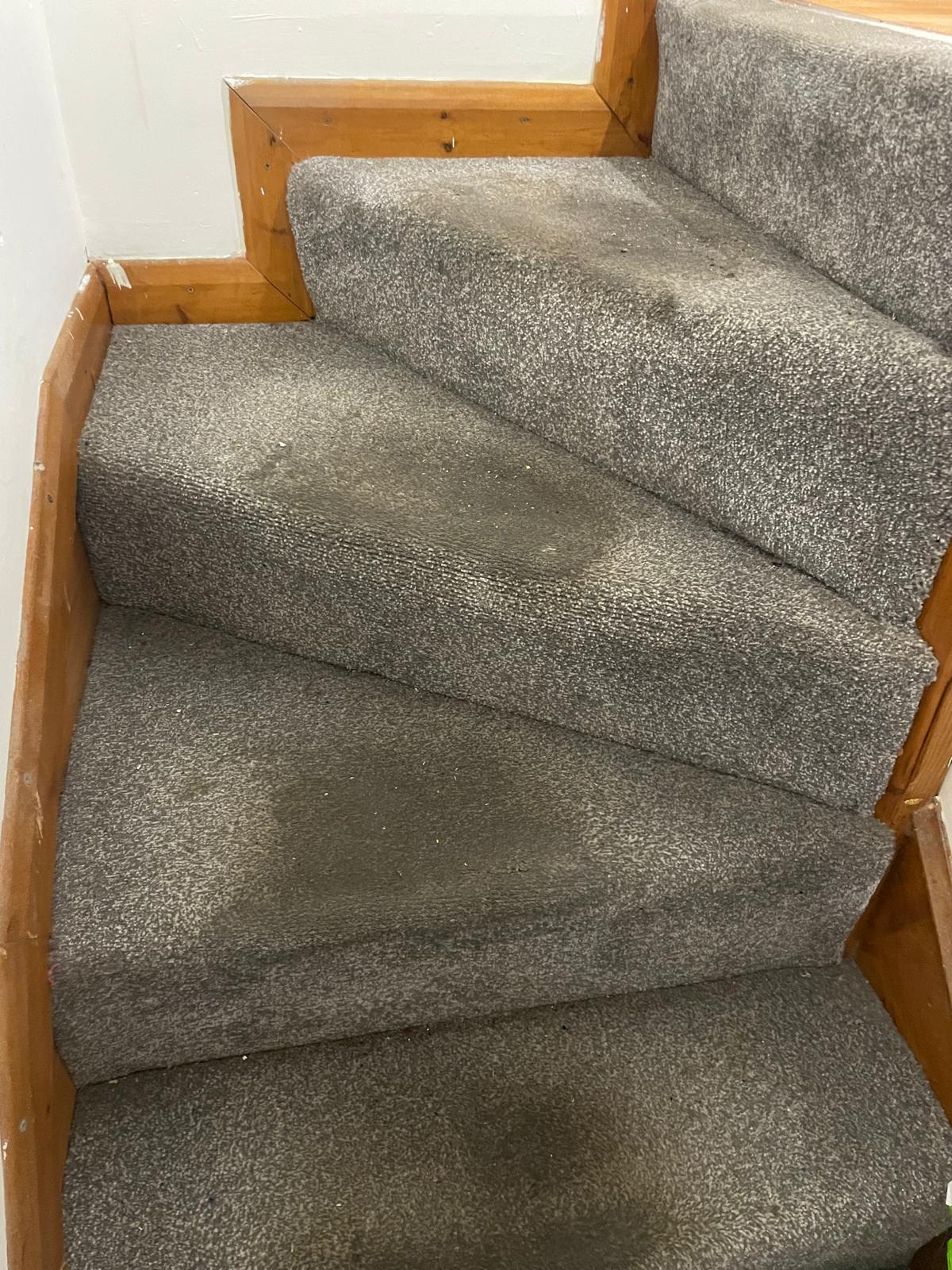 Before and after carpet clean Surrey - 26