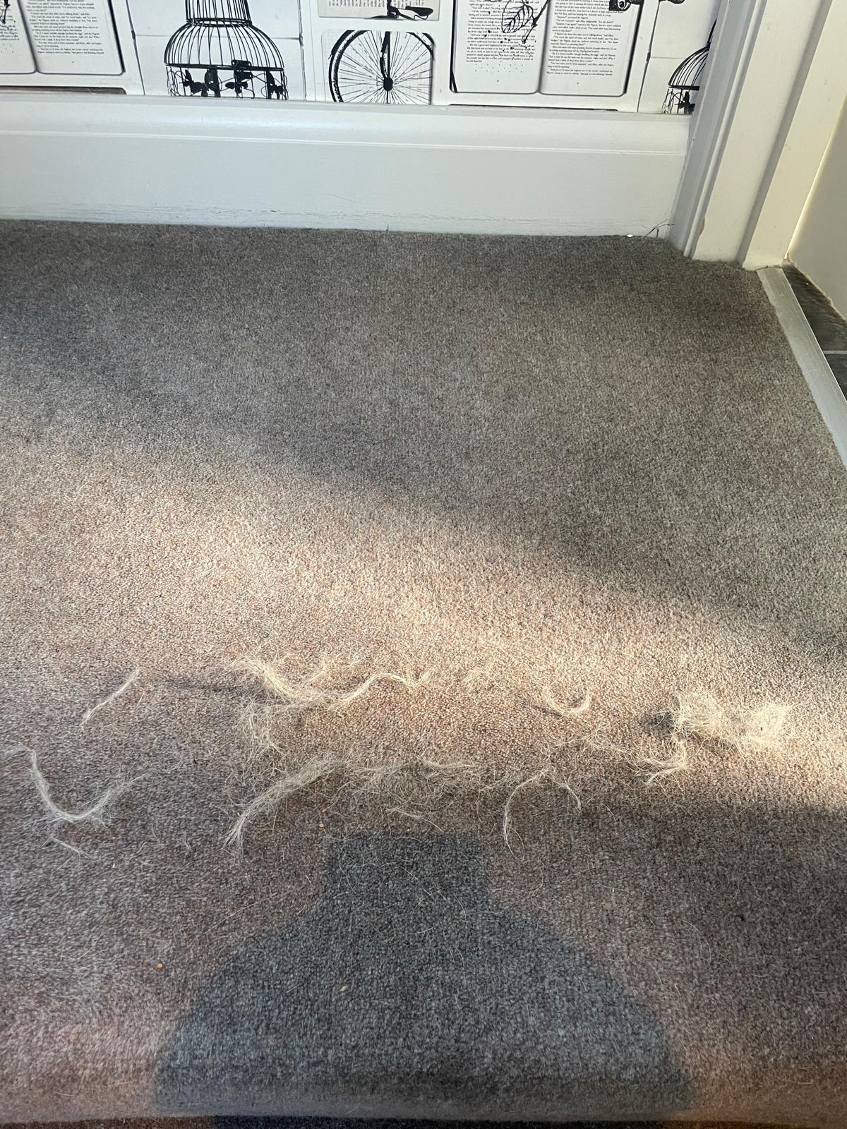Before and after carpet clean Surrey - 68